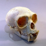 Hylobates lar - Gibbon