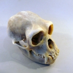 Symphalangus syndactylus - Siamang