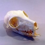 Eulemur fulvus - Lémur brun