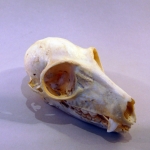 Varecia variegata - Lémur (jeune)