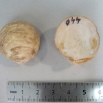 Lucina adansoni d'Orbigny