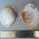 Mactra stultorum