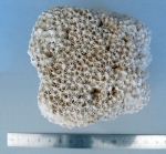 Hydnophora microconos