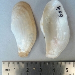 Pholas sp.