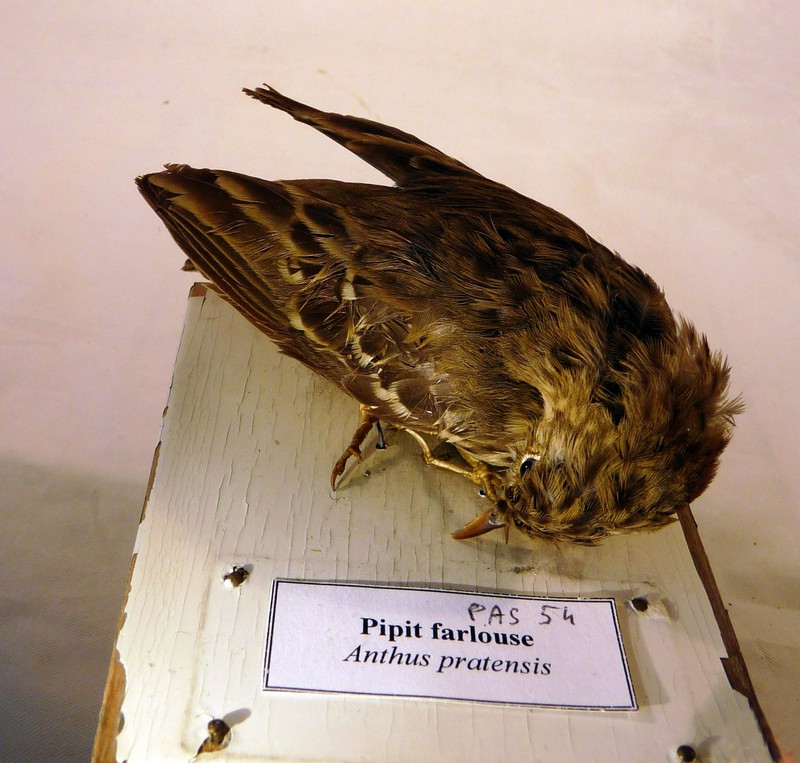 Anthus pratensis - Pipit farlouse