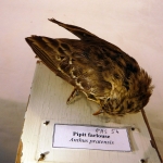 Anthus pratensis - Pipit farlouse