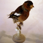 Fringilla montifringilla - Pinson du nord