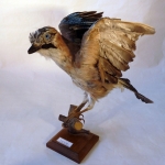 Garrulus glandarius - Geai des chênes