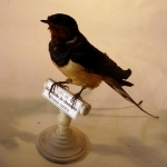Hirundo rustica - Hirondelle de cheminée