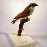 Lanius collurio - Pie-grièche écorcheur