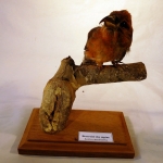 Loxia curvirostra - Bec-croisé des sapins