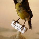 Parus major - Mésange charbonnière