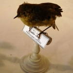 Phylloscopus collybita - Pouillot véloce