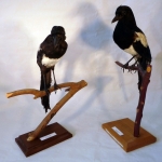 Pica pica - Pie bavarde