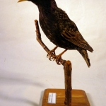 Sturnus vulgaris - Etourneau sansonnet