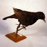 Turdus merula - Merle noir