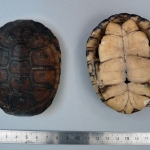 Pelomedusa subrufa - Péloméduse roussâtre