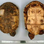 Pelusios castanoides - Peluse à ventre jaune