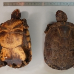 Pelusios subniger - Péluse noîratre