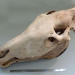 Equus burchelli chapmani - Zèbre de chapman