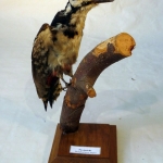 Dendrocopos major - Pic épeiche