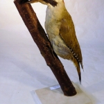 Picus viridis - Pic vert