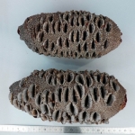 Banksia grandis - Banksia géant