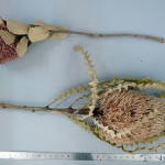 Banksia speciosa - Banksia voyant