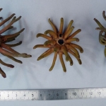 Eucalyptus lehmannii - Spidergum