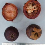 Garcinia mangostana - Mangoustanier