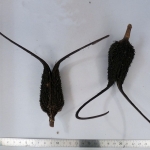 Ibicella lutea - Corne du diable