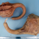 Lagenaria siceraria - Calebasse