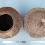 Lecythis ollaria - Sapucaia, Marmite des singes