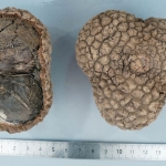 Manicaria saccifera - Bola natal