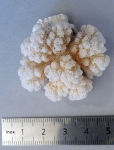Pocillopora eydouxi
