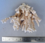 Pocillopora ligulata