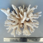 Stylophora subseriata