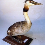 Podiceps cristatus - Grèbe huppé