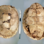 Erymnochelys madagascariensis - Réré