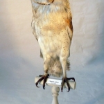 Tyto alba - Chouette effraie