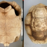 Astrochelys radiata - Tortue étoilée (squelette)