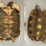 Astrochelys radiata - Tortue étoilée