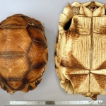 Astrochelys yniphora - Tortue à soc