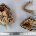 Dipsochelys dussumieri - Tortue géante (tête)