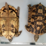 Kinixys belliana - Kinixys de Bell