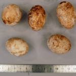 Kinixys belliana - Kinixys de Bell (oeufs)