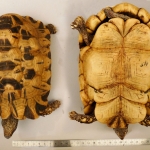 Kinixys erosa - Kinixys rongée