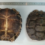 Manouria emys - Totrue brune de Birmanie