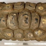 Manouria emys - Totrue brune de Birmanie