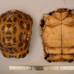 Pyxis arachnoides - Pyxide arachnoide